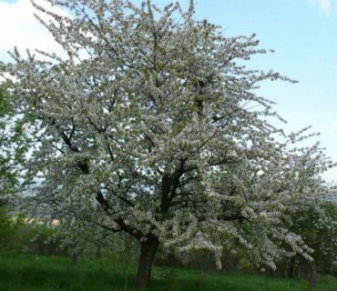 Horka a Nedaříž - současnost